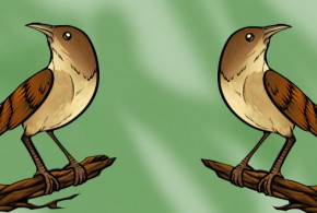 تعلم رسم عصفور خطوة بخطوة