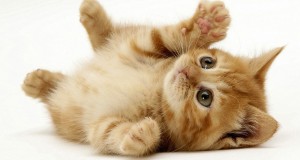 تعليم رسم قطة