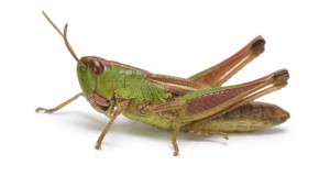 تعلم رسم جندب جرادة