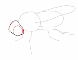 رسم ذبابة