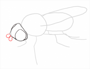 تعلم الرسم - تعلم رسم ذبابة