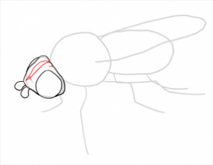 تعلم الرسم - تعلم رسم ذبابة