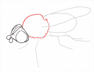 تعلم الرسم - تعلم رسم ذبابة
