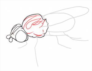 تعلم الرسم - تعلم رسم ذبابة