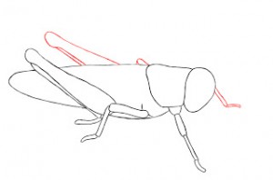 تعلم رسم جندب جرادة 