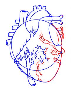 كيف ارسم قلب حقيقي تعلم رسم قلب - تعلم الرسم